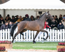 dressage horse Hengst von Revolution / Christ (Hanoverian, 2020, from Revolution)