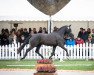 dressage horse Hengst von Sir Donnerhall I / Don Schufro (Westphalian, 2020, from Sir Donnerhall I)