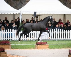 dressage horse Hengst von Sir Heinrich / Fürst Grandios (Westphalian, 2020, from Sir Heinrich OLD)