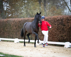 stallion Solo Dancer (Hanoverian, 2020, from So Unique)