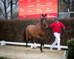 stallion Viel Erfolg (Westphalian, 2020, from Valdiviani)