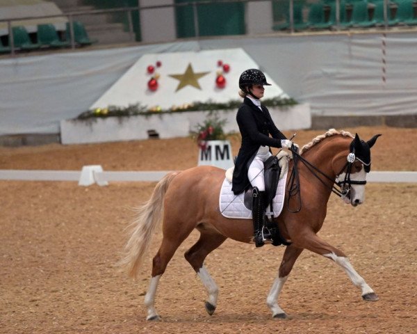 dressage horse Topinambour 3 (German Riding Pony, 2012, from Top Anthony II)