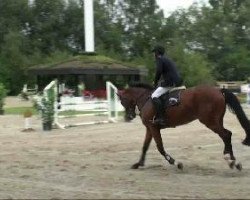 jumper Royal Flash 76 (Oldenburg, 1999, from Rubin Star N)