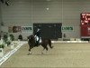 dressage horse Mambo Number One (Westphalian, 1999, from Montmartre)