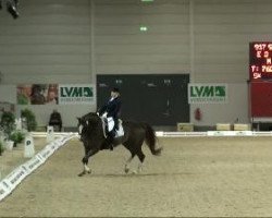 dressage horse Mambo Number One (Westphalian, 1999, from Montmartre)