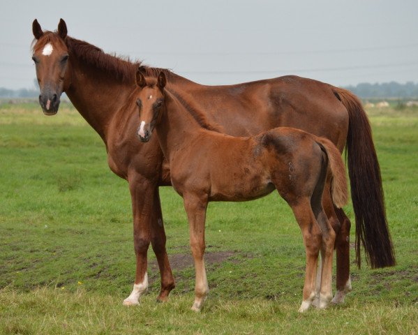 Zuchtstute Stutfohlen von Blue Hors Veneziano (Oldenburger, 2016, von Blue Hors Veneziano)