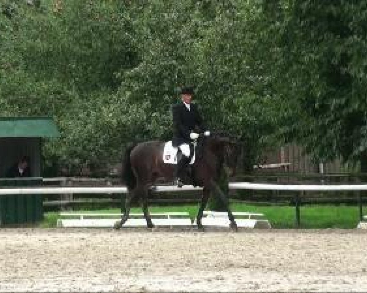 broodmare Frexenet (Hanoverian, 2002, from Fürst Heinrich)