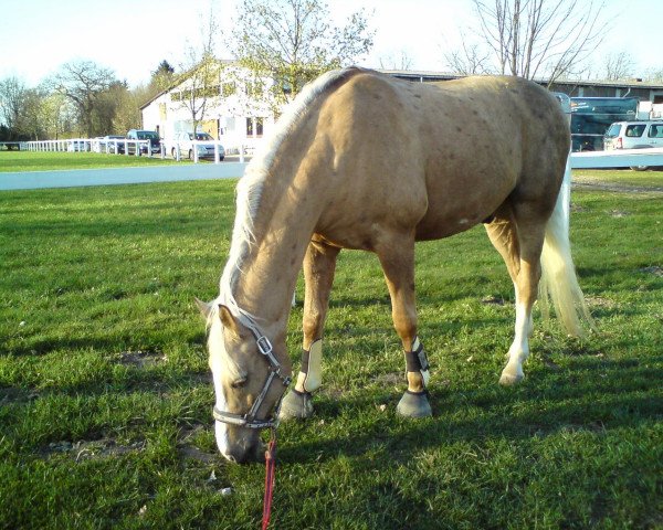 horse Stukhuster Boi (German Riding Pony, 1997, from Anjershof Rocky)