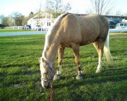 Pferd Stukhuster Boi (Deutsches Reitpony, 1997, von Anjershof Rocky)