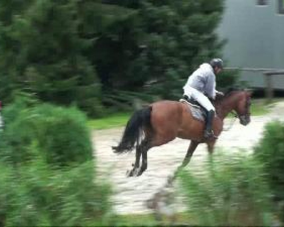 jumper Split Jumper (Holsteiner, 2001, from Caretino)