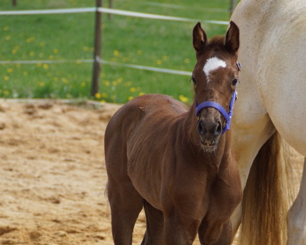 dressage horse Samba du Castle (KWPN (Royal Dutch Sporthorse), 2022, from Bretton Woods)