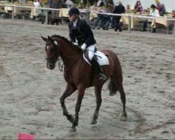 dressage horse Whyomy (Hanoverian, 2003, from Westernhagen)