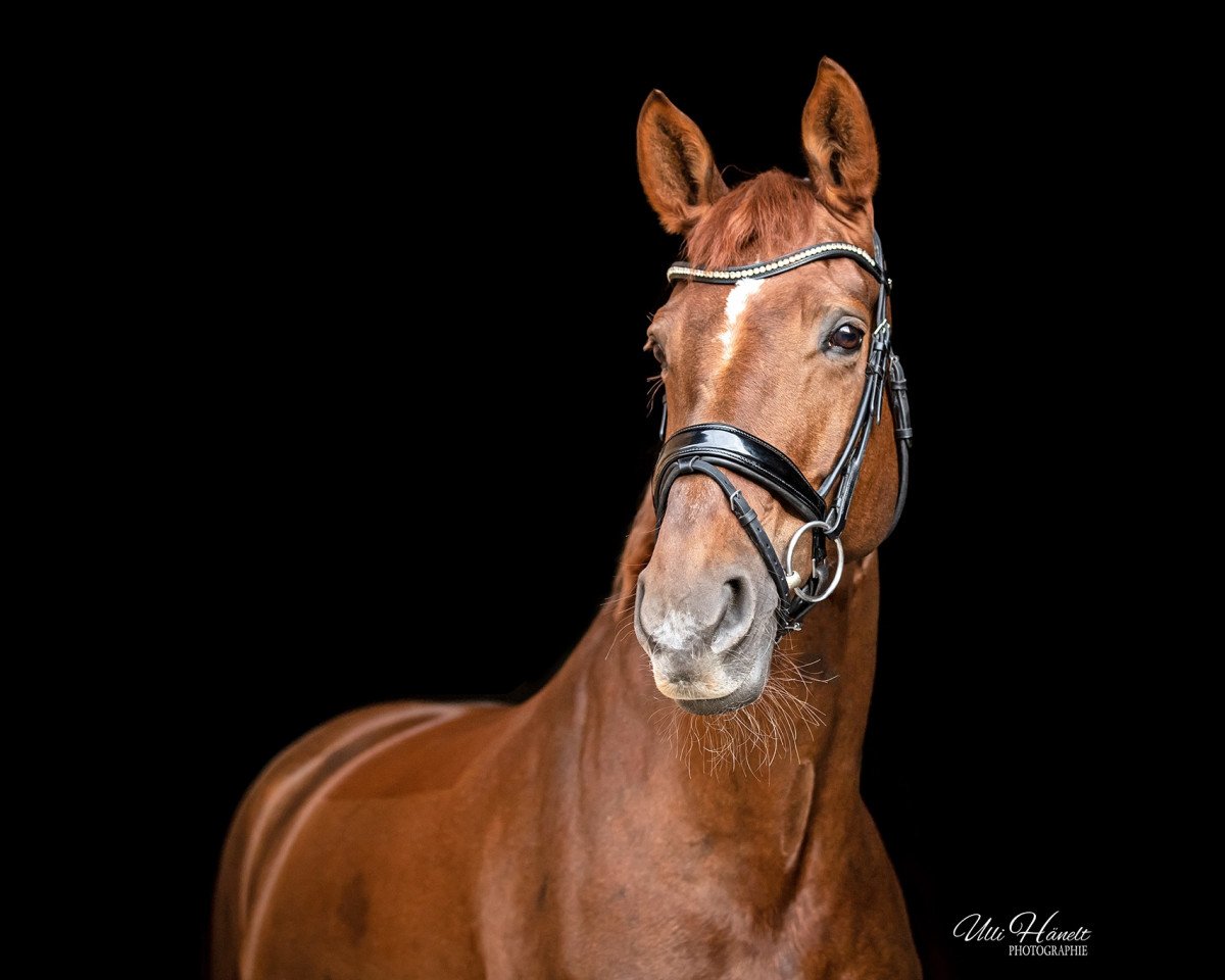broodmare Daily Sugar (Hanoverian, 2013, from Dannebrog)