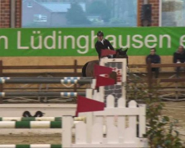 jumper Bob Baxter (KWPN (Royal Dutch Sporthorse), 1998, from Burggraaf)