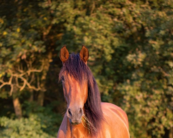 Pferd Fulano de la Retama (Pura Raza Espanola (PRE), 2017, von Gachero)