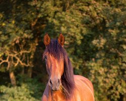 horse Fulano de la Retama (Pura Raza Espanola (PRE), 2017, from Gachero)