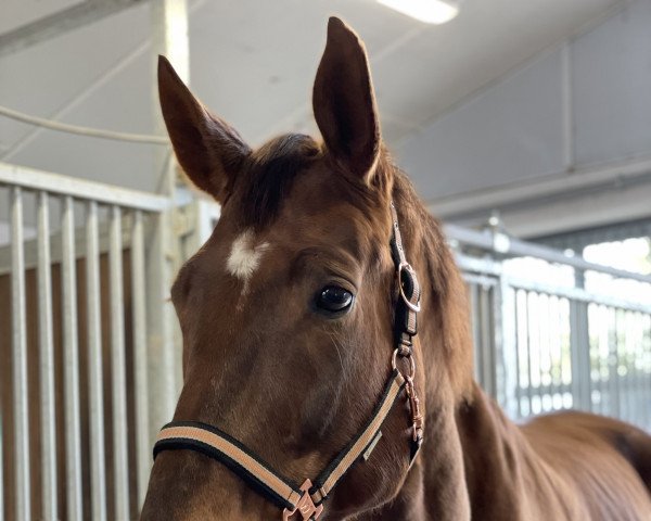 horse John Cooper R (Oldenburg, 2014, from Jazz)