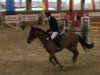 Springpferd For Fun 37 (Hessisches Warmblut, 2004, von For Keeps)