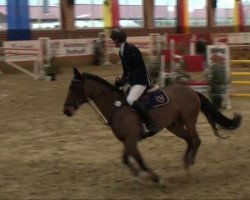 Springpferd For Fun 37 (Hessisches Warmblut, 2004, von For Keeps)