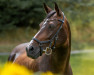 jumper Cherie (German Riding Pony, 2009, from Cebulon)