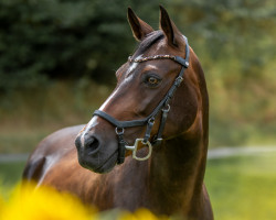 Springpferd Cherie (Deutsches Reitpony, 2009, von Cebulon)