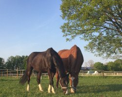 broodmare Lana (Hanoverian, 1996, from Lanthan)