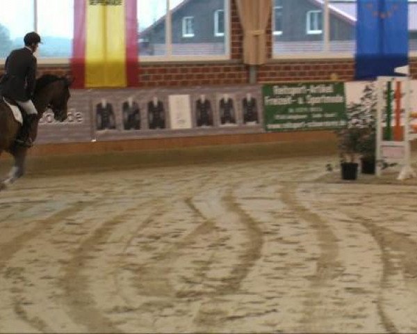 Springpferd Lazio 12 (Koninklijk Warmbloed Paardenstamboek Nederland (KWPN), 2005, von Lupicor)