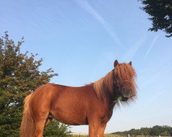 Pferd Wendy 202020419 (Nederlands Mini Paarden, 2016)