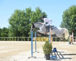 Springpferd Midas vd Bisshop (Belgisches Warmblut, 2012, von Echo van het Spieveld)