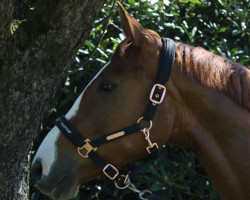 dressage horse Rosewood (Hannoveraner, 2014, from Rotspon)