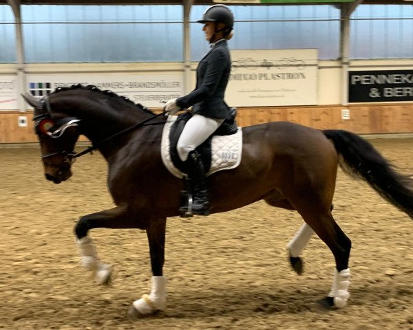 dressage horse Giddy Up 7 (KWPN (Royal Dutch Sporthorse), 2011, from Wup)