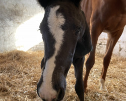 dressage horse Elsa van Lunelli D (Oldenburg, 2022, from Ellis NRW)