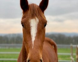 broodmare Lunation D (Hanoverian, 2018, from Londontime)