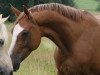 broodmare Bodethal's Red Rubina (German Riding Pony, 2014, from Dornik-Double)