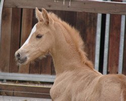 dressage horse Bodethal’s Dream Rubina (German Riding Pony, 2021, from Dream Date 7)