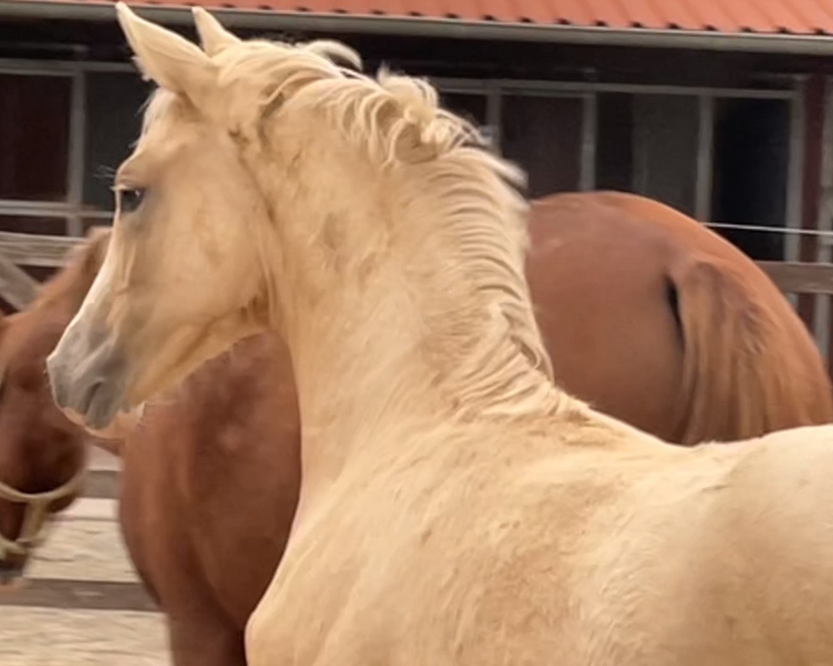 Dressurpferd Bodethal’s Golden Rubina (Deutsches Reitpony, 2022, von Genesis BL)