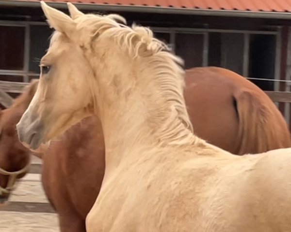 dressage horse Bodethal’s Golden Rubina (German Riding Pony, 2022, from Genesis BL)