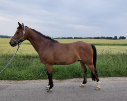 jumper Kasimir R (German Riding Pony, 2012, from Kennedy WE)