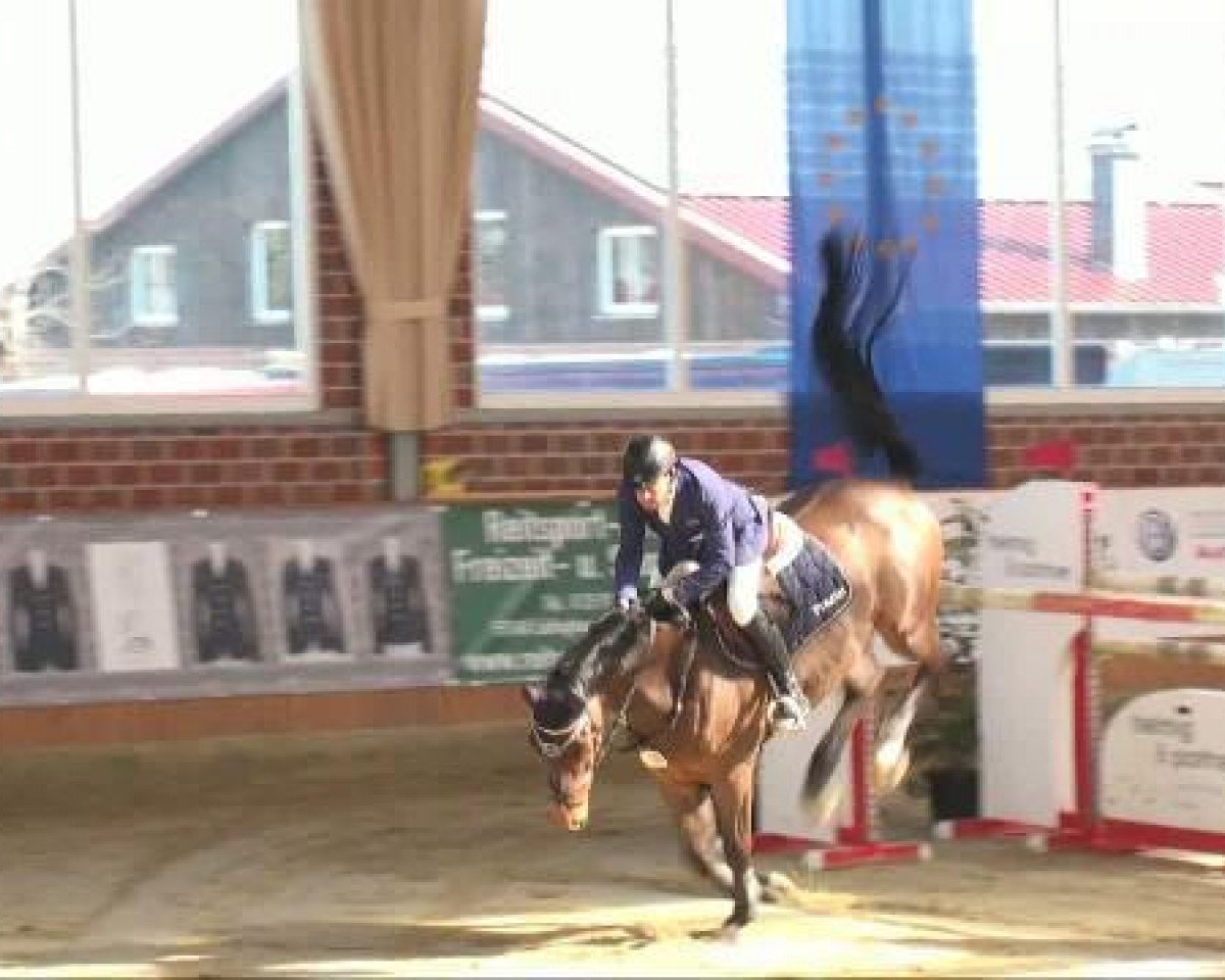 Springpferd Calle 22 (Hannoveraner, 2003, von Contendro I)