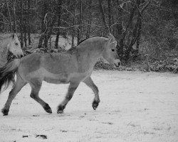 Pferd Kis Lilah (Fjordpferd, 2006, von Malino)