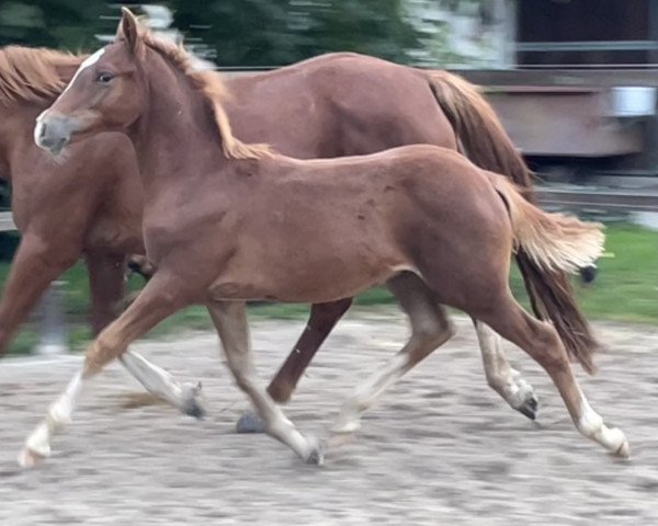 dressage horse Bodethal's Domenico (German Riding Pony, 2022, from Dornik-Double)