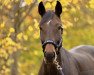 broodmare Coleen 32 (German Sport Horse, 2012, from Colestus)