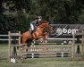 jumper Dumbledore 107 (Oldenburg show jumper, 2016, from Dieu-Merci van T&L)