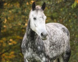 broodmare Queen Divia (German Riding Pony, 2016, from Queen's Counsel)