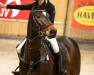 jumper Geronimo 709 (Hanoverian, 2012, from Grey Top)