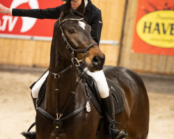 Springpferd Geronimo 709 (Hannoveraner, 2012, von Grey Top)