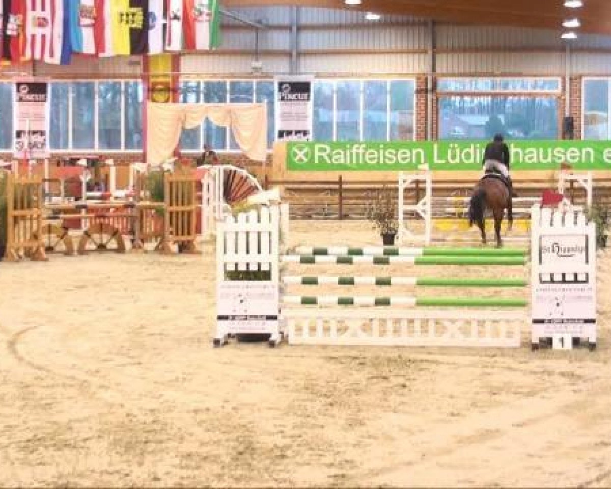 jumper Frankie Fredericks (Westphalian, 2001, from Faveur)
