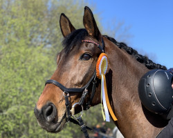 jumper Little Lovley Cookie (Hanoverian, 2009, from Fresh from the Coast)