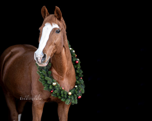 Springpferd Ginger (Deutsches Reitpony, 1999)