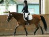 dressage horse Cooper (Holsteiner, 1996, from Caletto III)